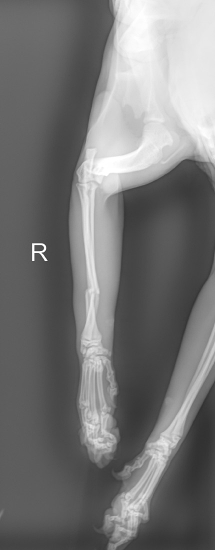 Craniocaudal view, right forelimb, dog
