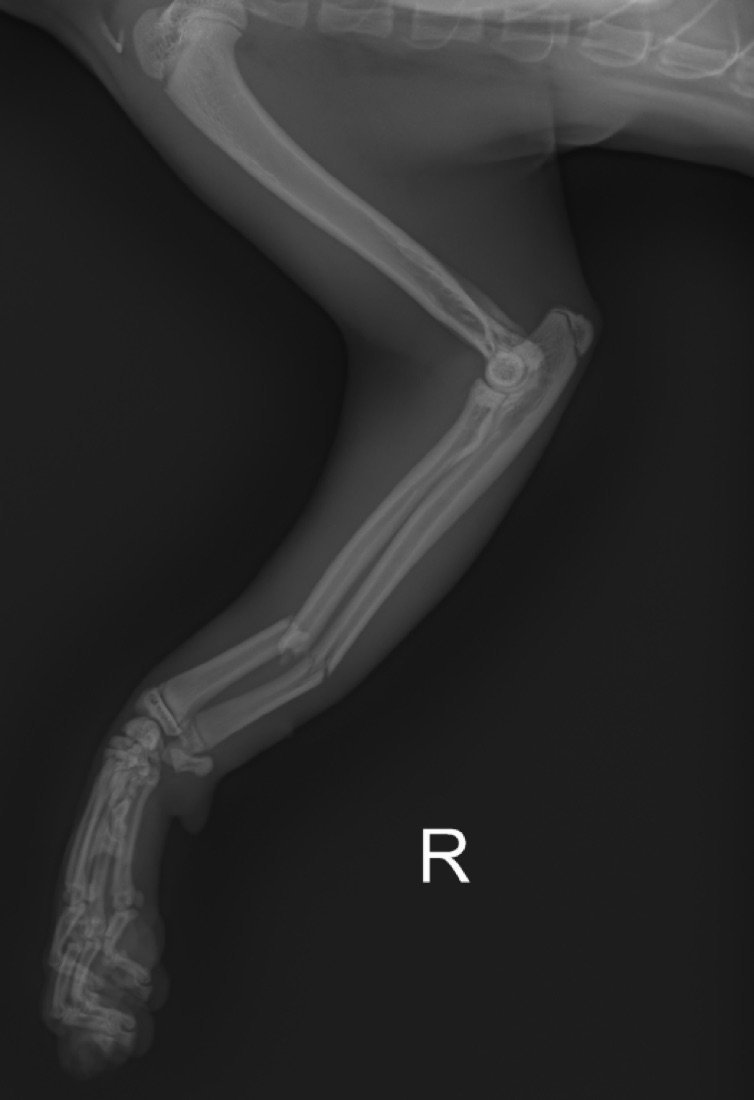 Lateral view, right forelimb, dog